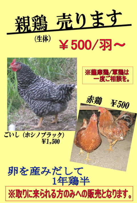 口コミ、評判、鹿児島　たまご　鶏　雛　ヒナ　ひな 販売 自販機　無人販売　譲る　平飼い なおこファーム、自然　鹿児島　卵　鶏　雛　ヒナ　ひな 販売　譲る