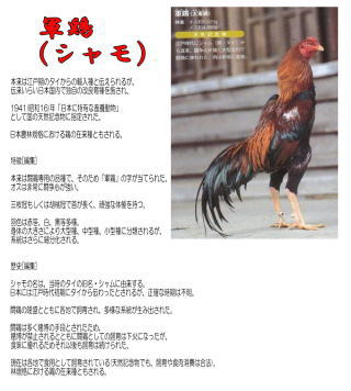 口コミ、評判、鹿児島　たまご　鶏　雛　ヒナ 販売 自販機　無人販売　譲る　平飼い なおこファーム、自然　鹿児島　卵　鶏　雛　ヒナ 販売　譲る